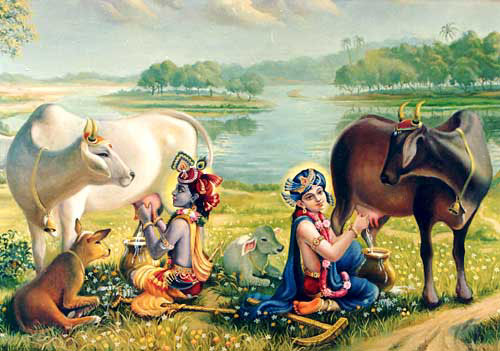 Bilona Ghee